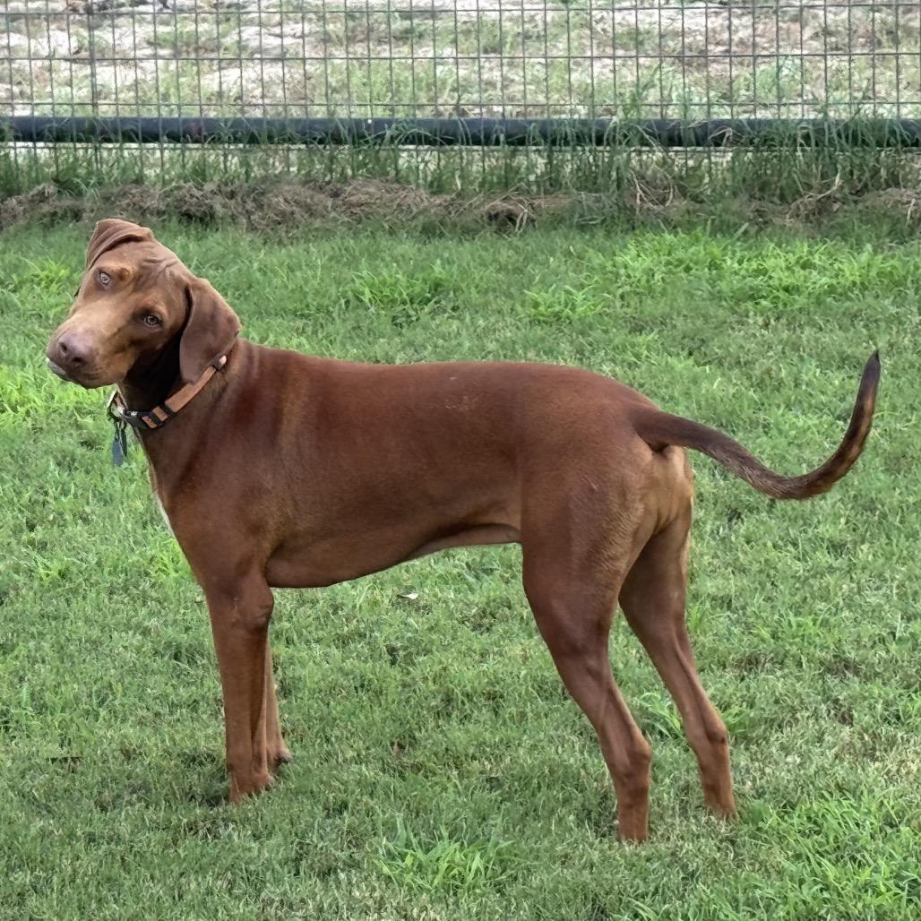 Enlarge Dil, a Adoptable mixed breed in Floresville, TX image 5/6