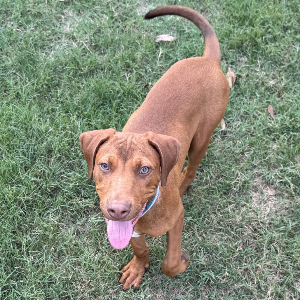 Dil, a Adoptable mixed breed in Floresville, TX image 5/6