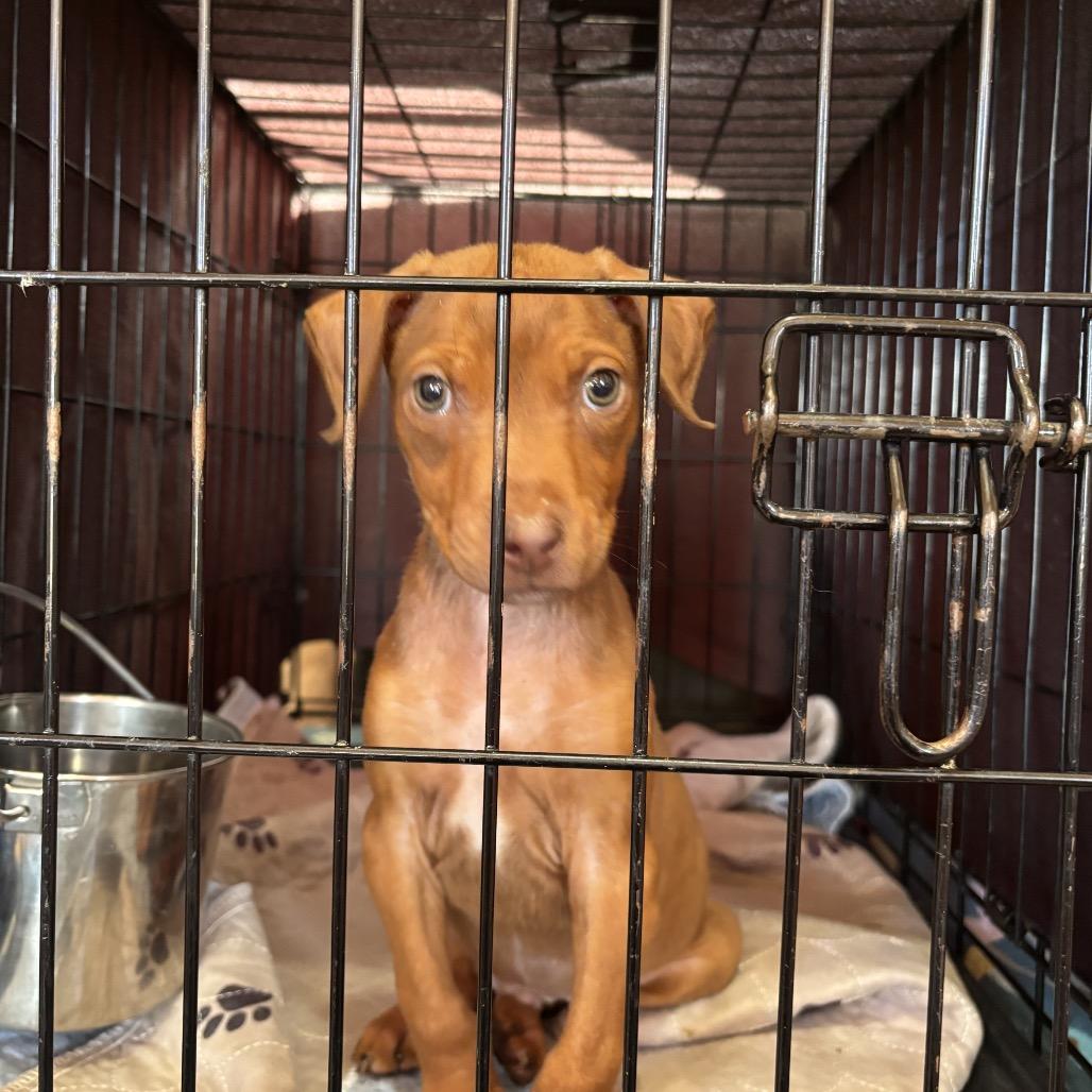Dil, a Adoptable mixed breed in Floresville, TX image 6/6