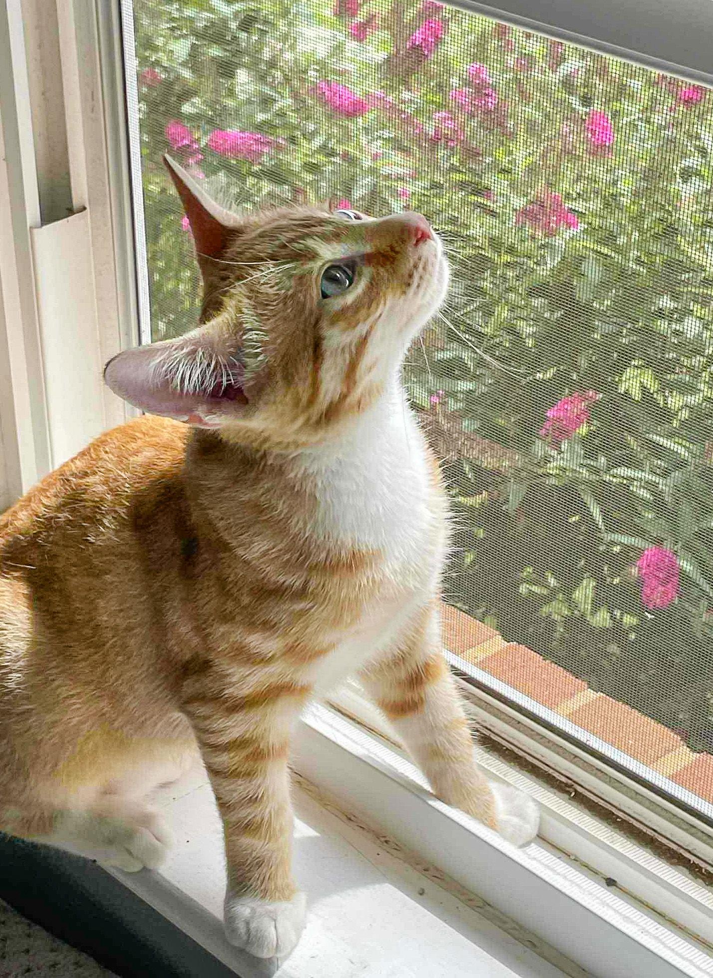 Tigger, Adoptable, Young Male Domestic Short Hair & Tabby.