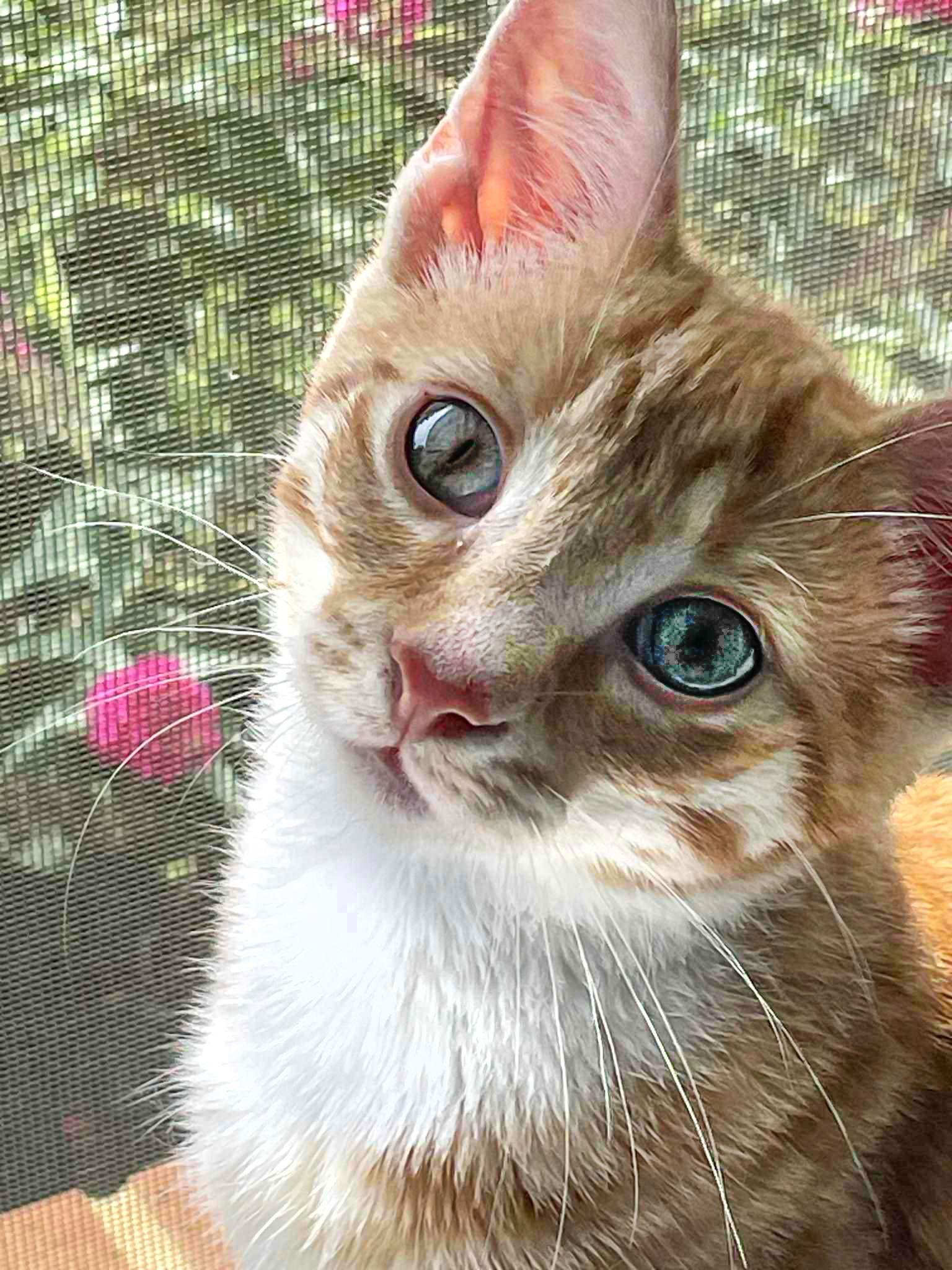 Tigger, Adoptable, Young Male Domestic Short Hair & Tabby.