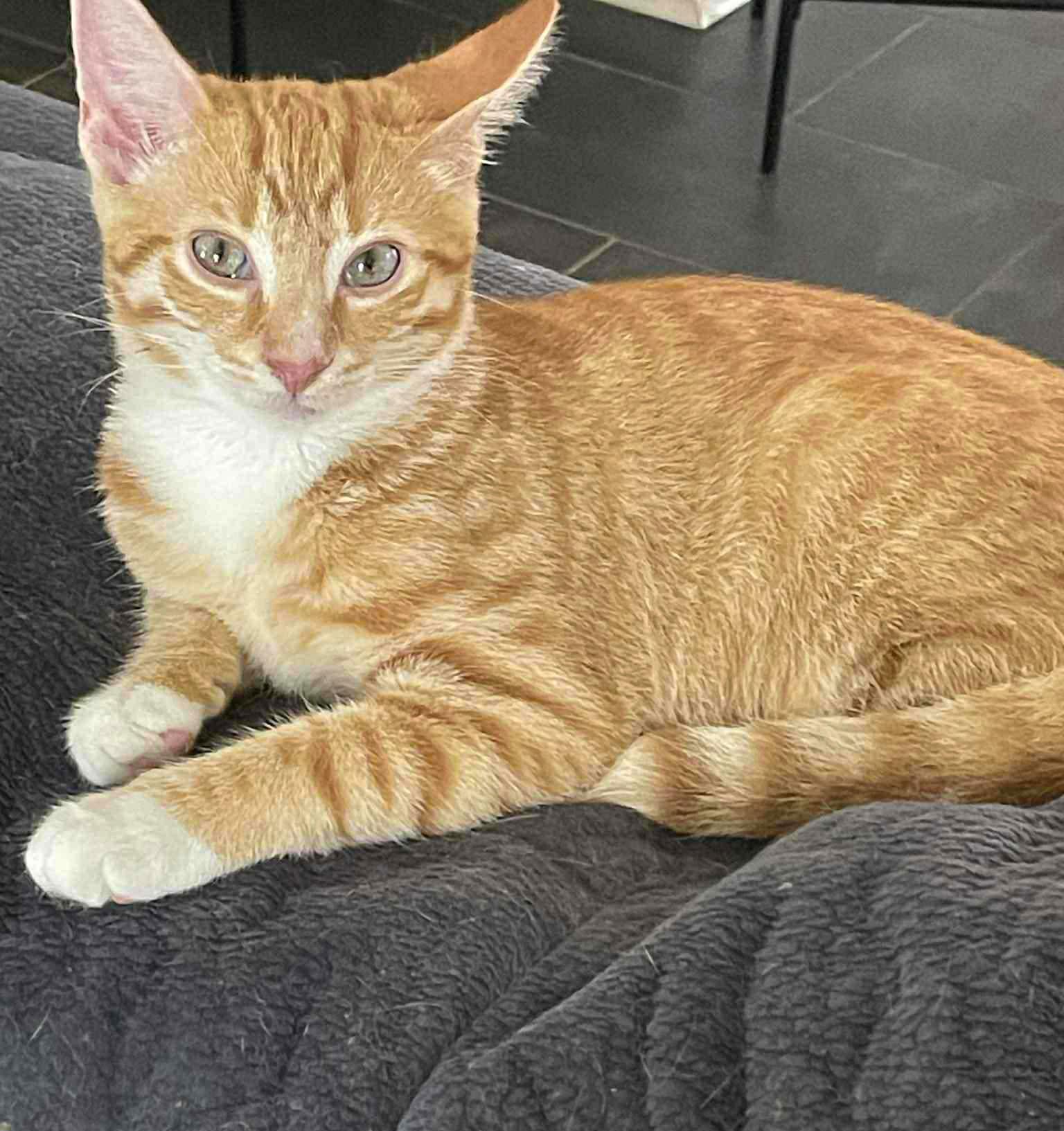 Tigger, a Adoptable mixed breed in Flint Hill, VA image 3/3