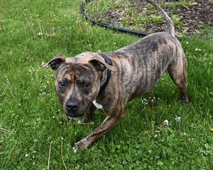 Mojo, Adoptable, Adult Male Mixed Breed & Mixed Breed.