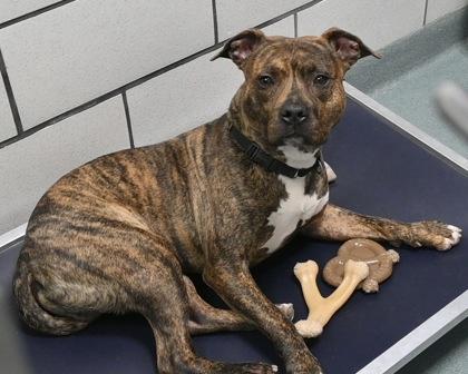 Enlarge Mojo, a Adoptable mixed breed in West Seneca, NY image 2/3