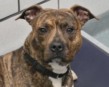 Enlarge Mojo, a Adoptable mixed breed in West Seneca, NY image 3/3