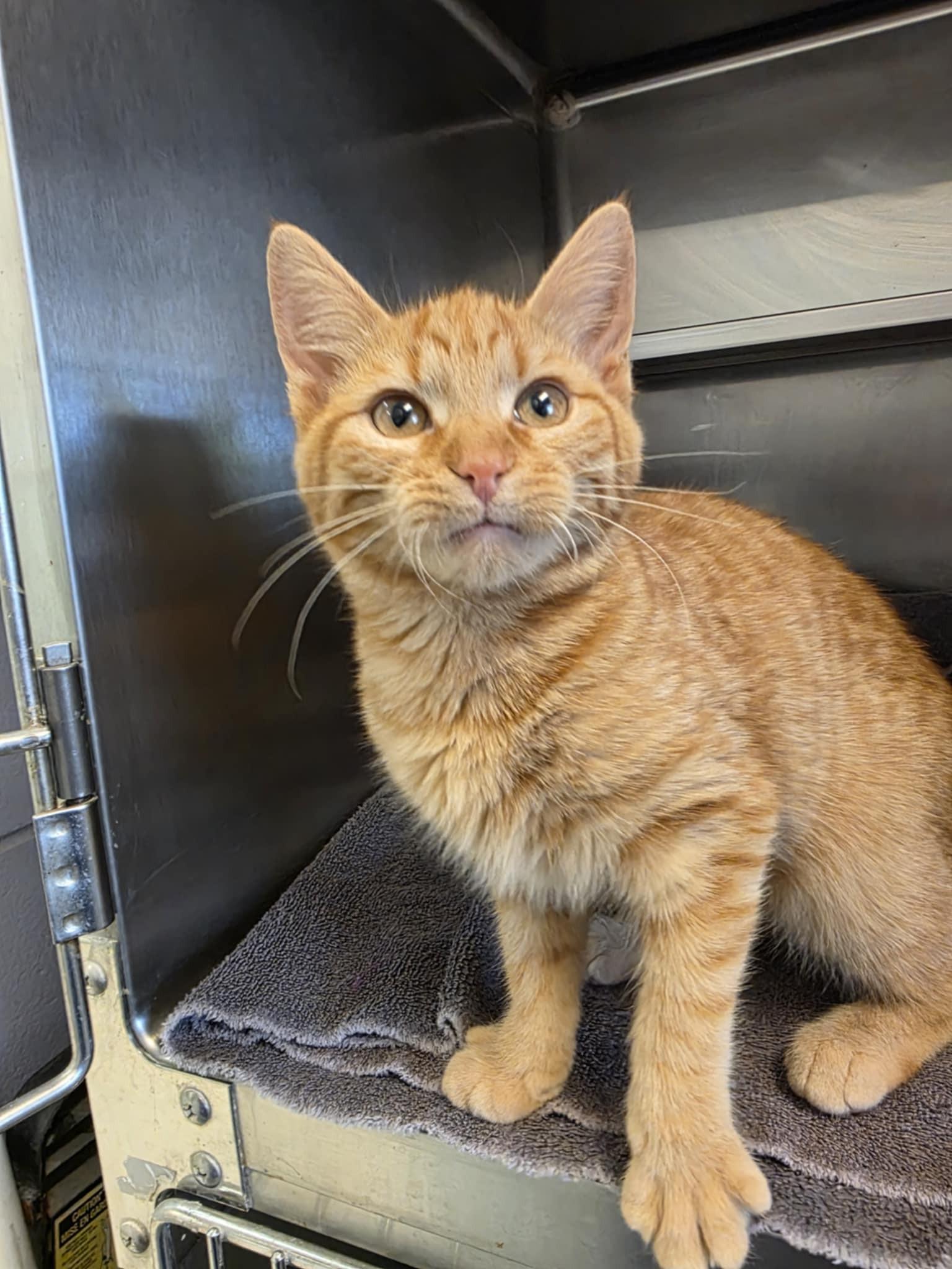 Mallory, adopted, Kitten Female Domestic Short Hair.