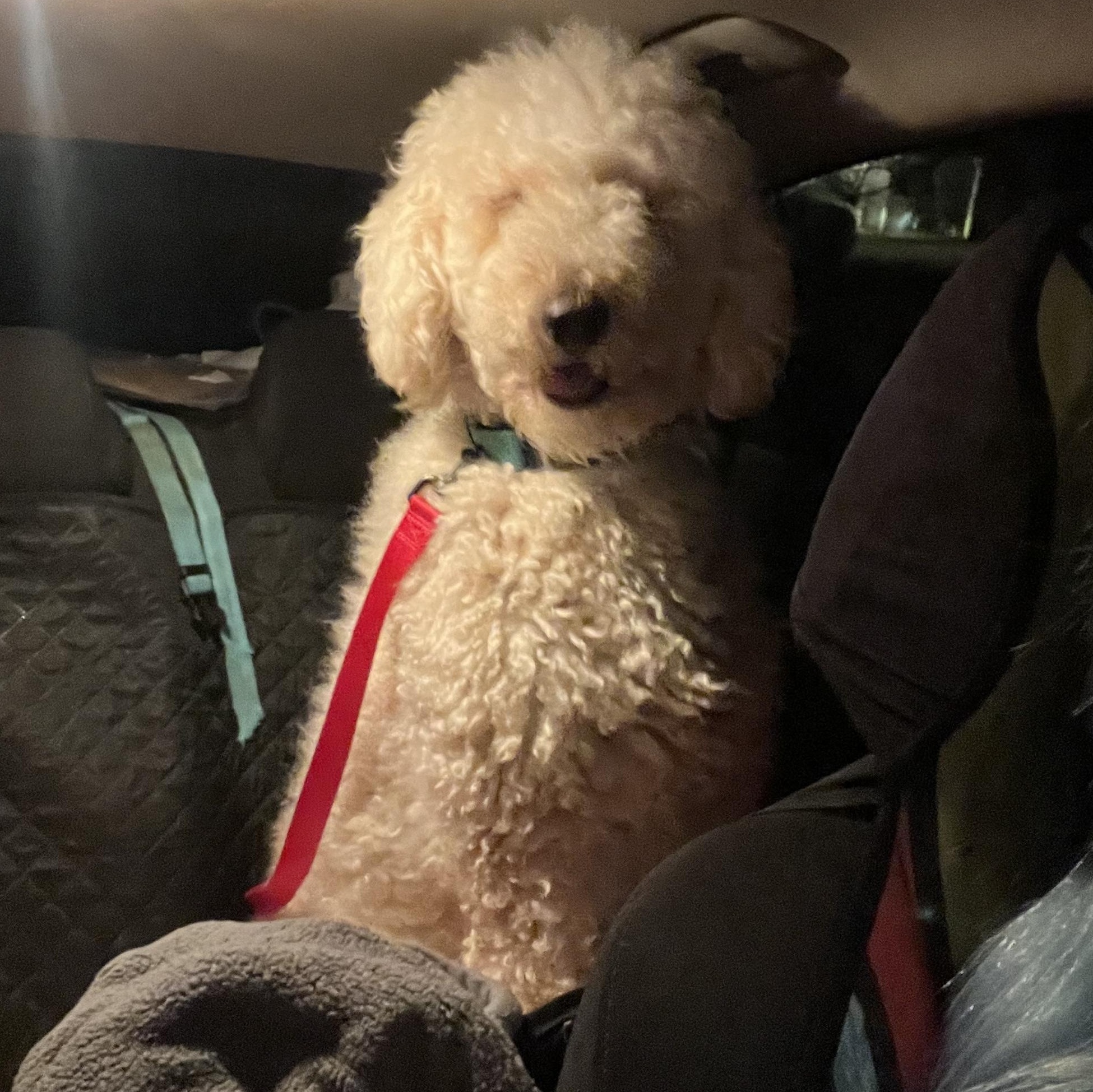 Molly, adopted, Adult Female Goldendoodle.