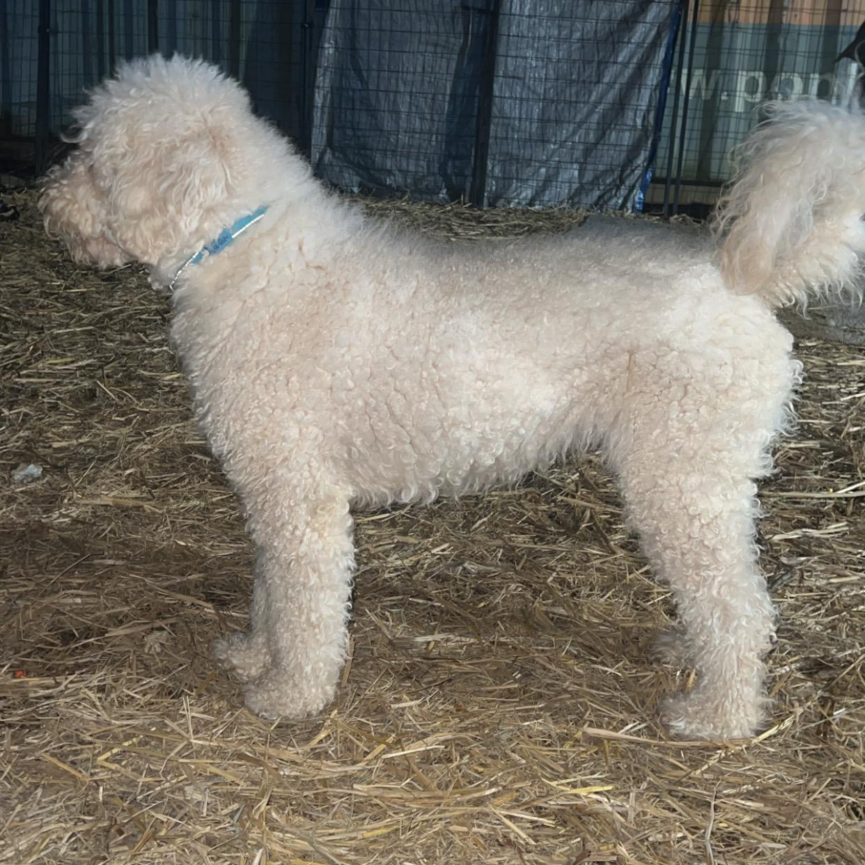 Molly, an adopted Goldendoodle in Myrtle, MS image 2/2