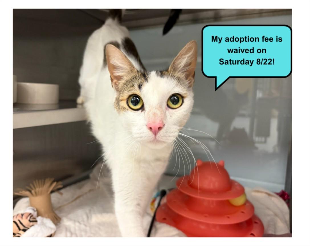 Enlarge SICILY*, a Adoptable Domestic Short Hair in Santa Cruz, CA image 1/1