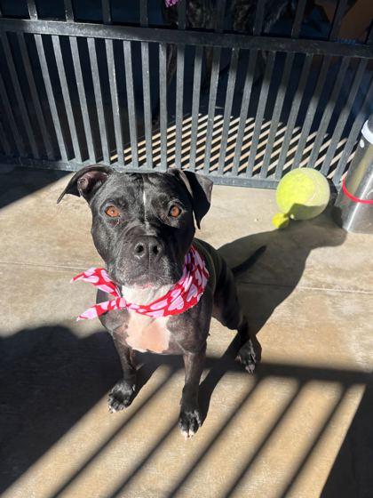 Loopy, Adoptable, Senior Male Pit Bull Terrier & Mixed Breed.