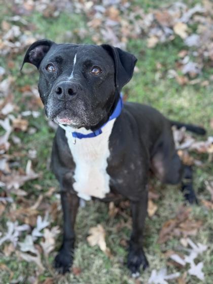 Loopy, Adoptable, Senior Male Pit Bull Terrier & Mixed Breed.
