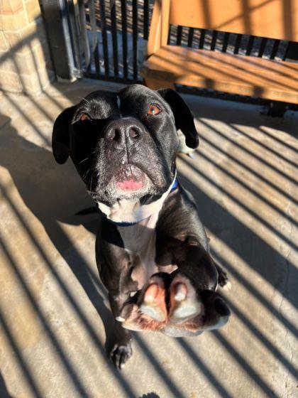 Loopy, Adoptable, Senior Male Pit Bull Terrier & Mixed Breed.