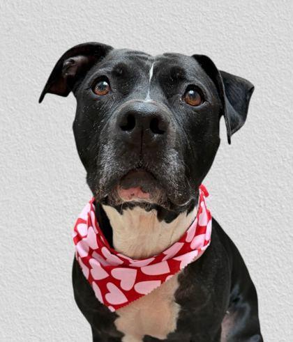 Enlarge Loopy, a Adoptable mixed breed in Knoxville, TN image 2/3