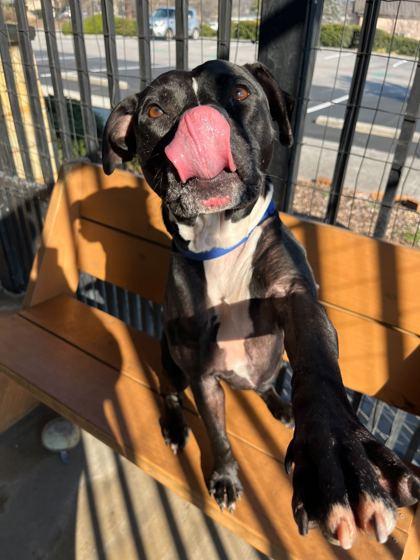 Enlarge Loopy, a Adoptable mixed breed in Knoxville, TN image 3/3