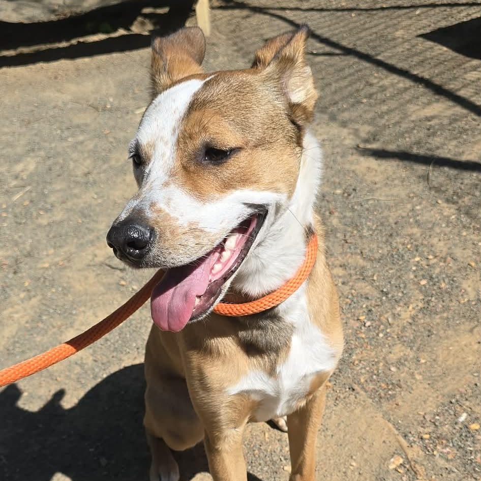 Enlarge Tater, a ADOPTABLE mixed breed in Orange, VA image 5/5
