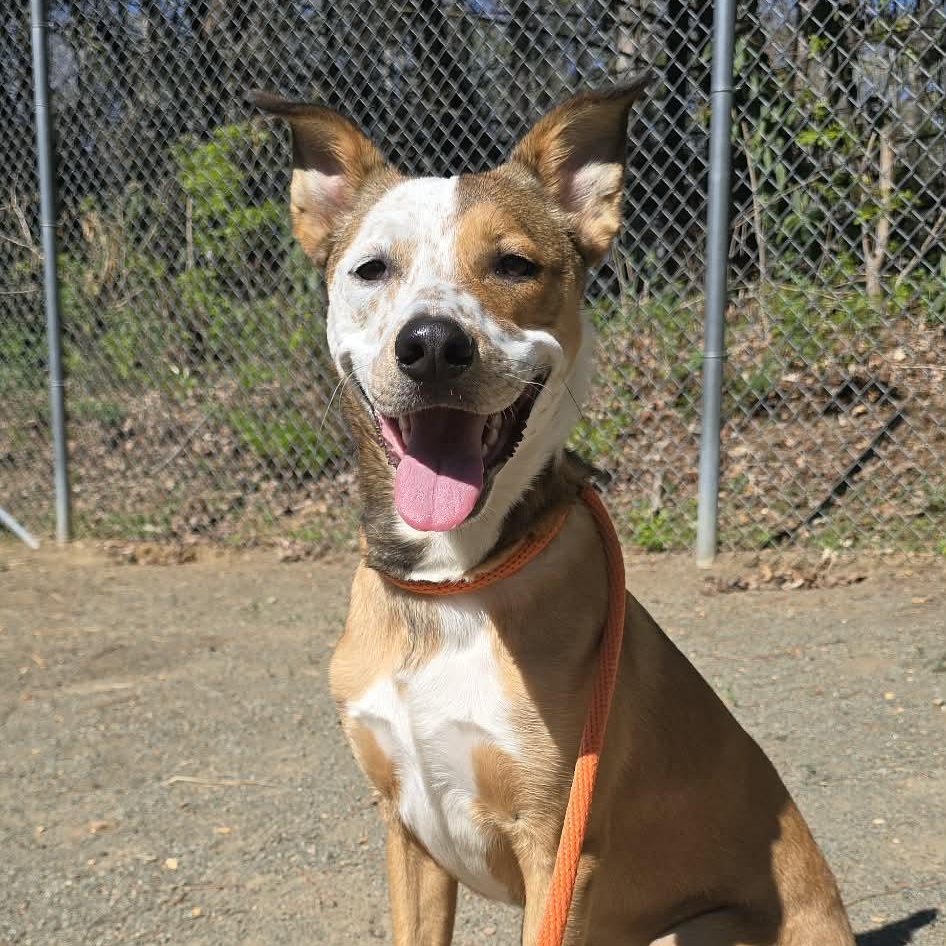 Enlarge Tater, a ADOPTABLE mixed breed in Orange, VA image 2/5