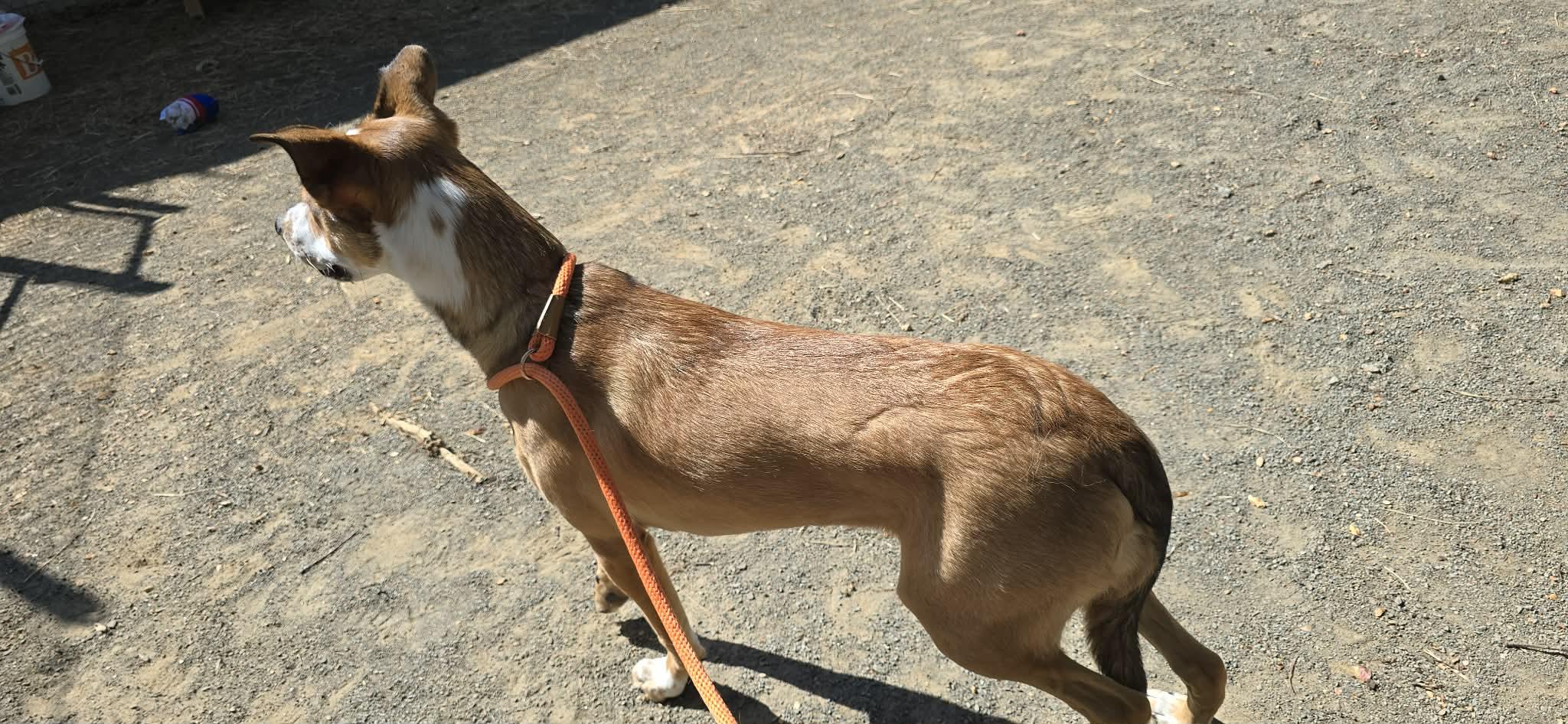 Enlarge Tater, a ADOPTABLE mixed breed in Orange, VA image 4/5