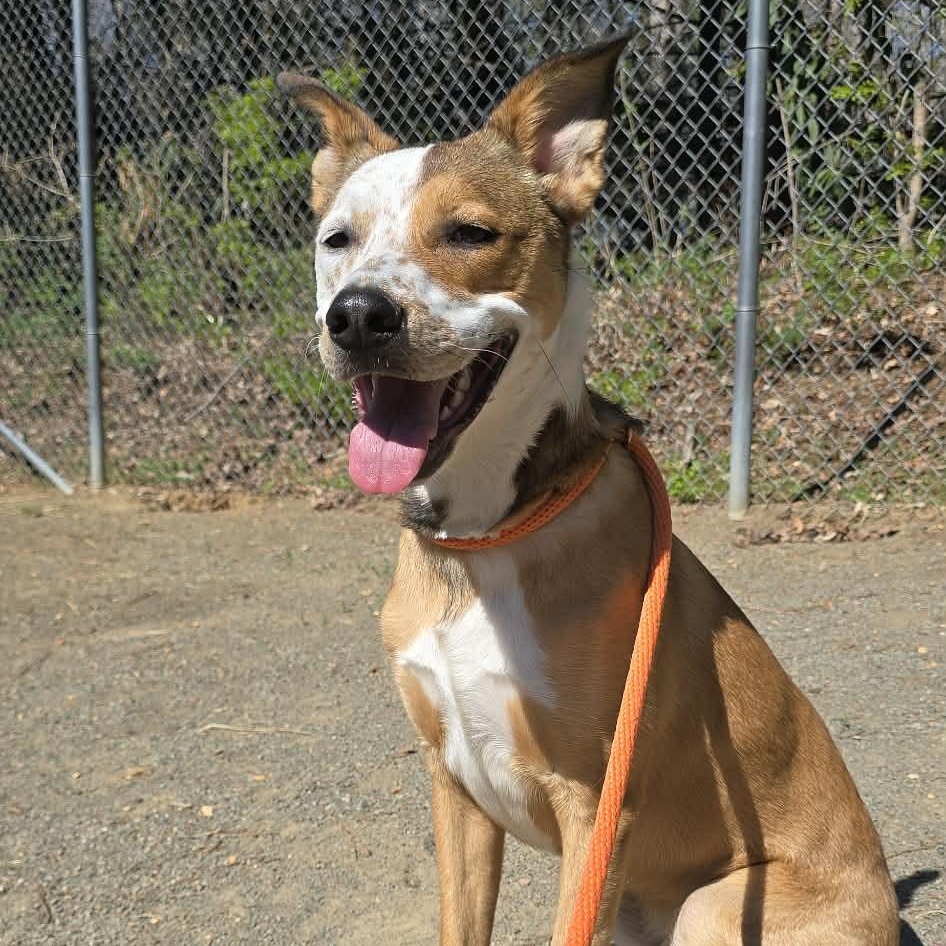 Enlarge Tater, a ADOPTABLE mixed breed in Orange, VA image 3/5