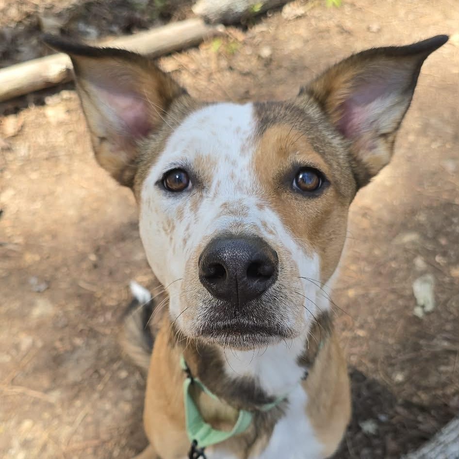 Enlarge Tater, a ADOPTABLE mixed breed in Orange, VA image 1/5