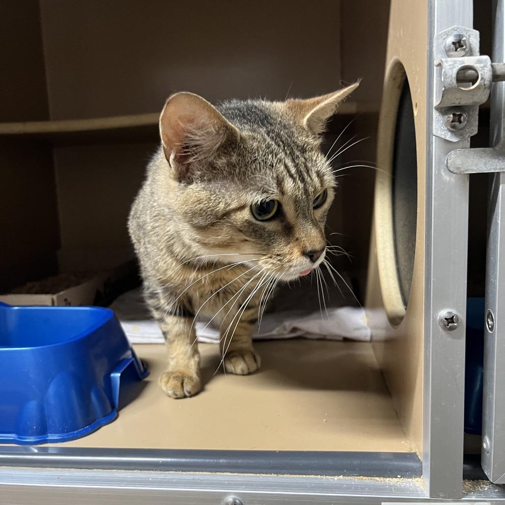 Enlarge Little Man, a Adoptable mixed breed in Madisonville, KY image 1/1