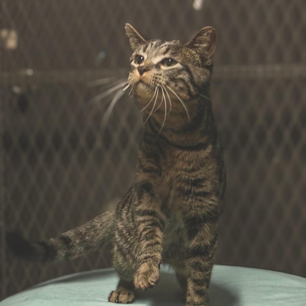 Enlarge Little Man, a Adoptable mixed breed in Madisonville, KY image 2/2