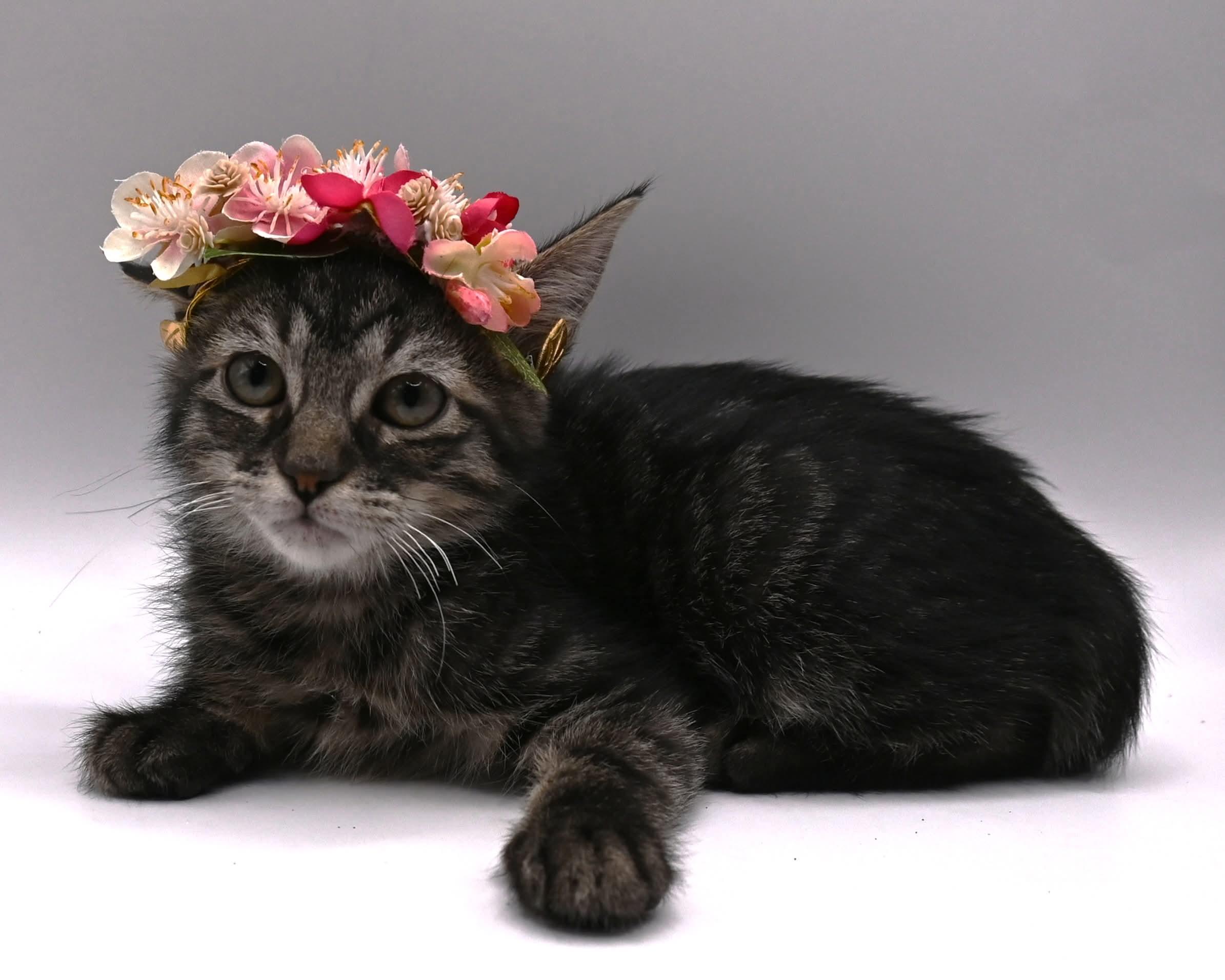 Brittany. (Gorgeous and Sweet), Adoptable, Kitten Female Tabby.
