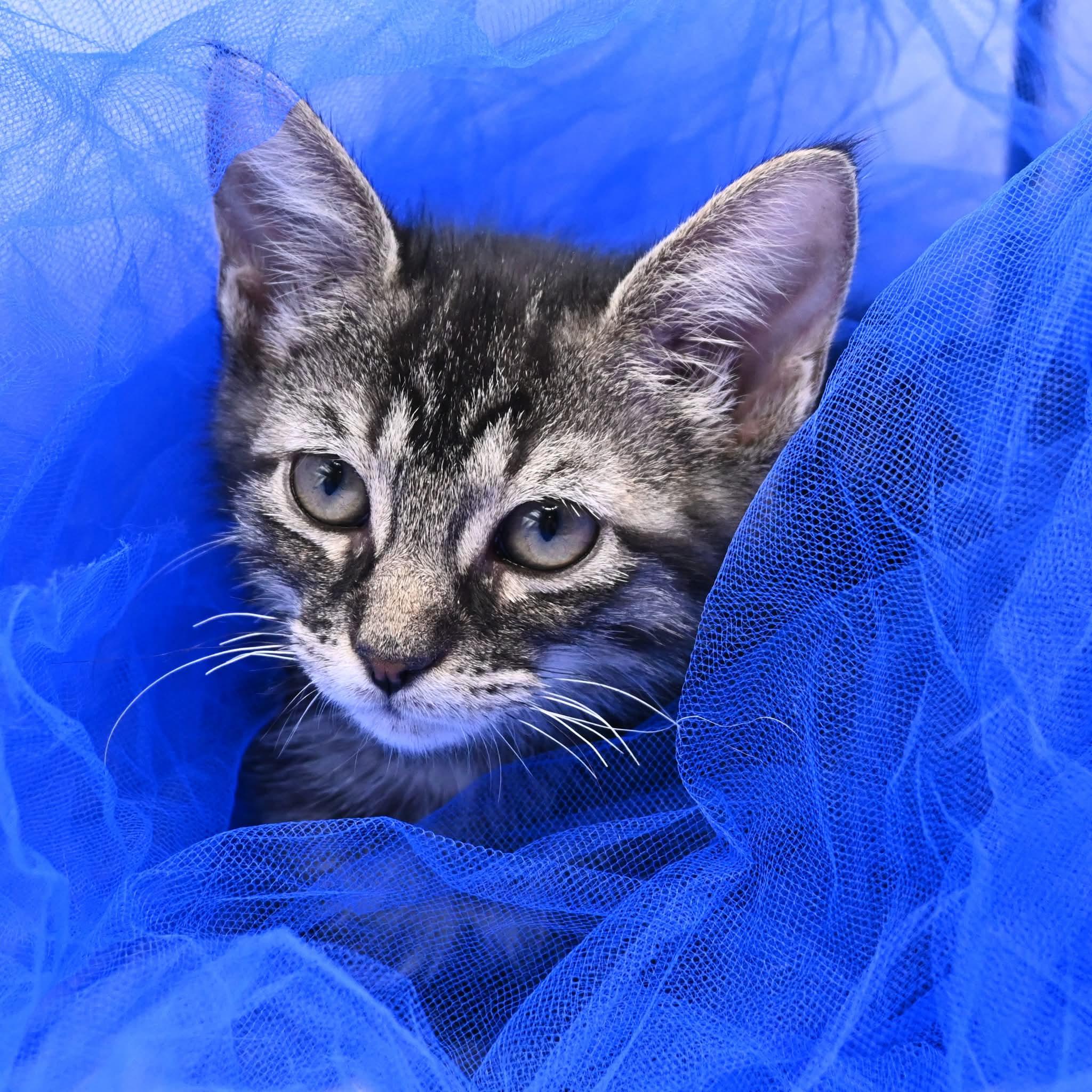 Enlarge Brittany. (Gorgeous and Sweet), a Adoptable mixed breed in Farmington, CT image 4/4