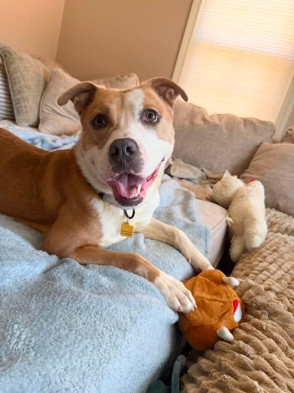Enlarge Daphne, a ADOPTABLE mixed breed in Cleveland, OH image 1/6