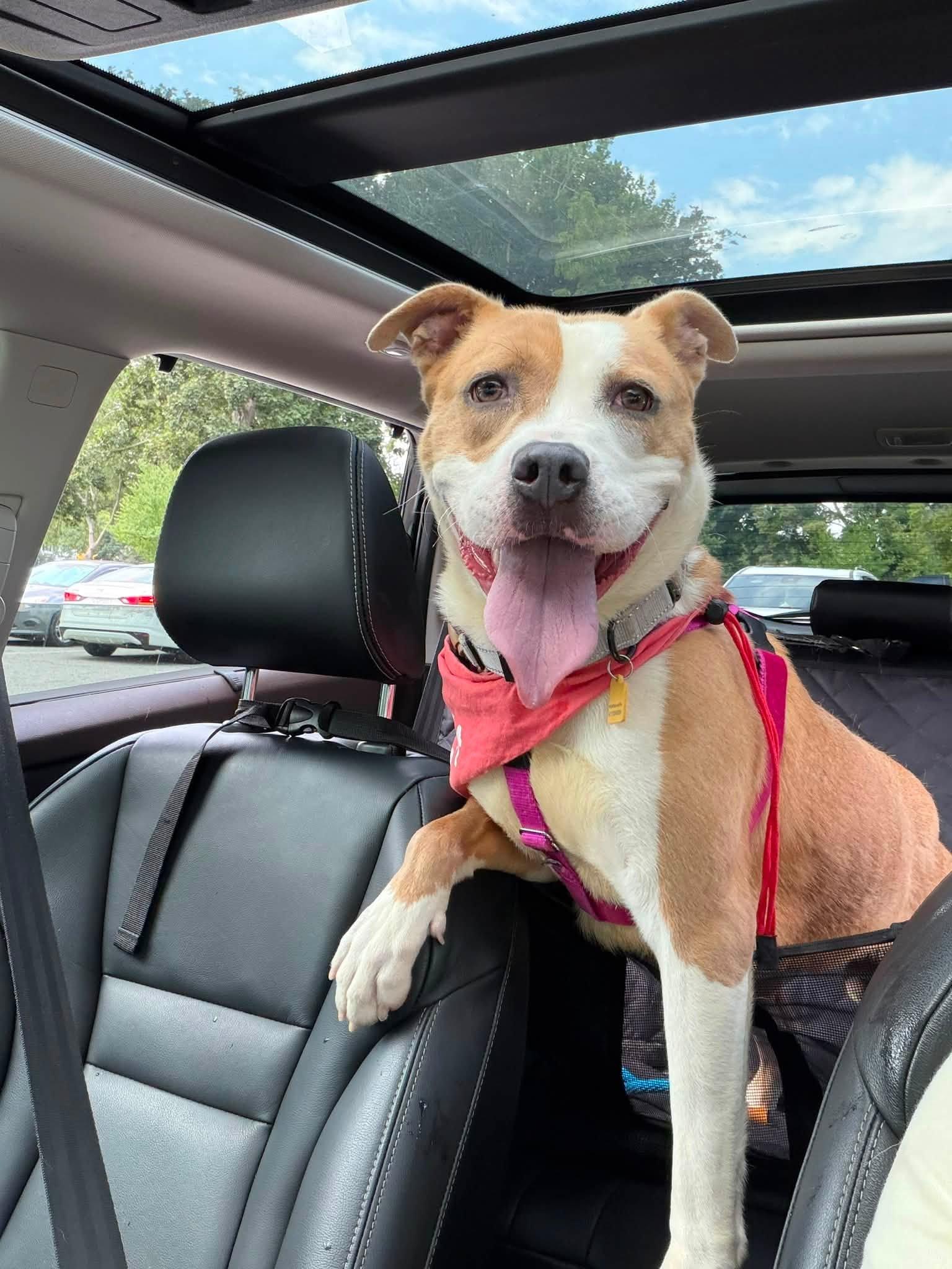 Enlarge Daphne, a ADOPTABLE mixed breed in Cleveland, OH image 5/6