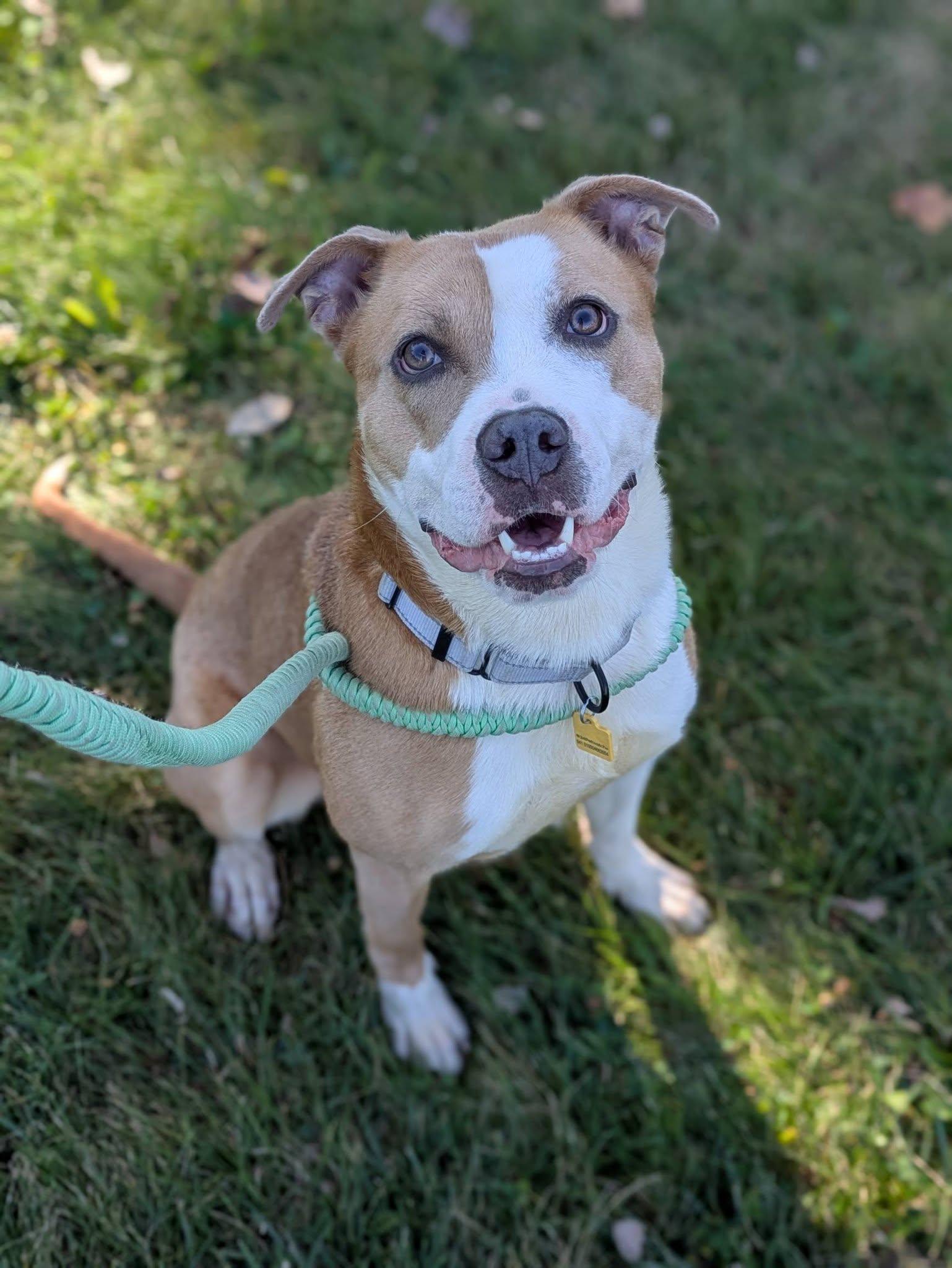 Enlarge Daphne, a ADOPTABLE mixed breed in Cleveland, OH image 3/6