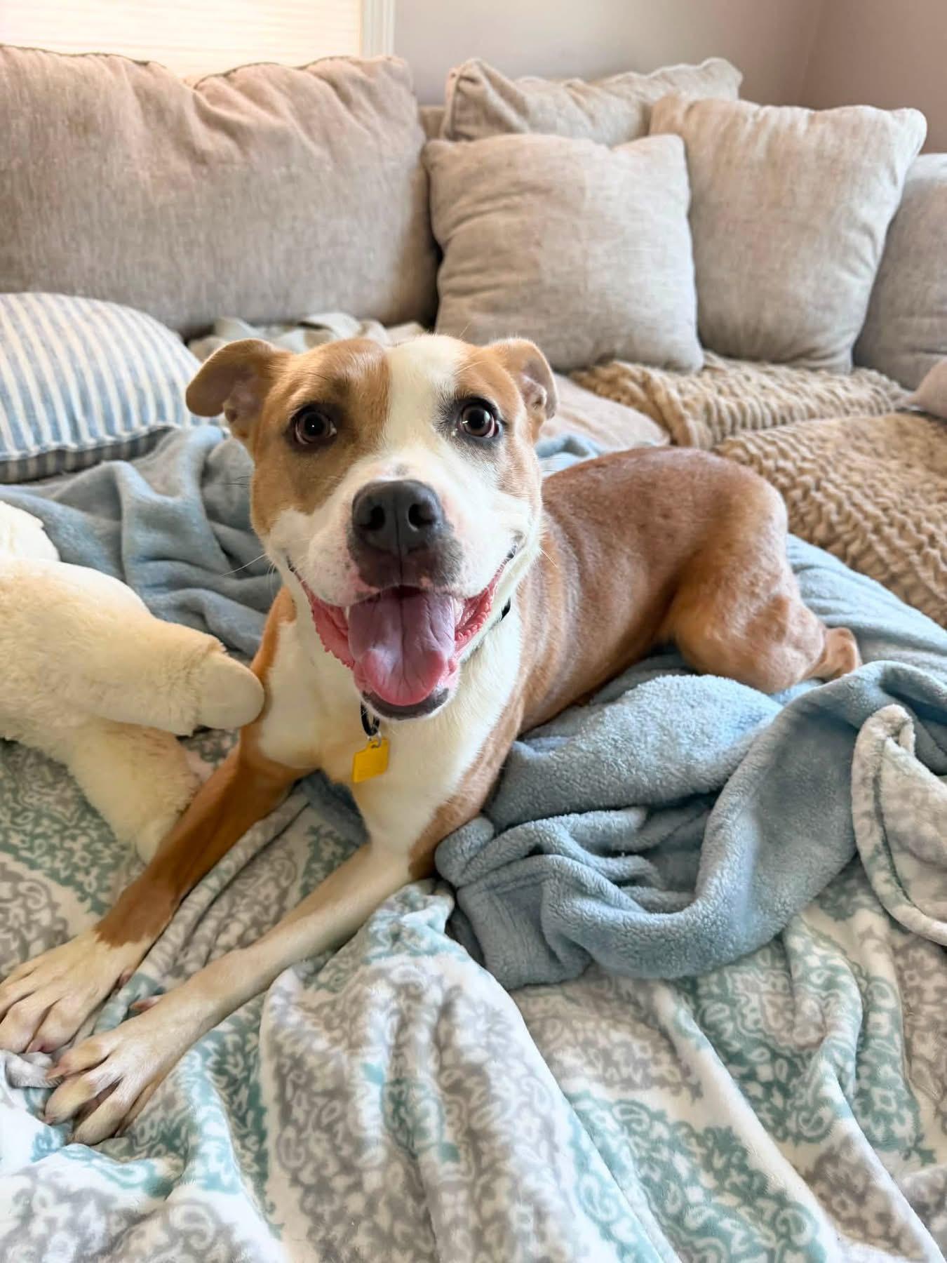 Enlarge Daphne, a ADOPTABLE mixed breed in Cleveland, OH image 4/6