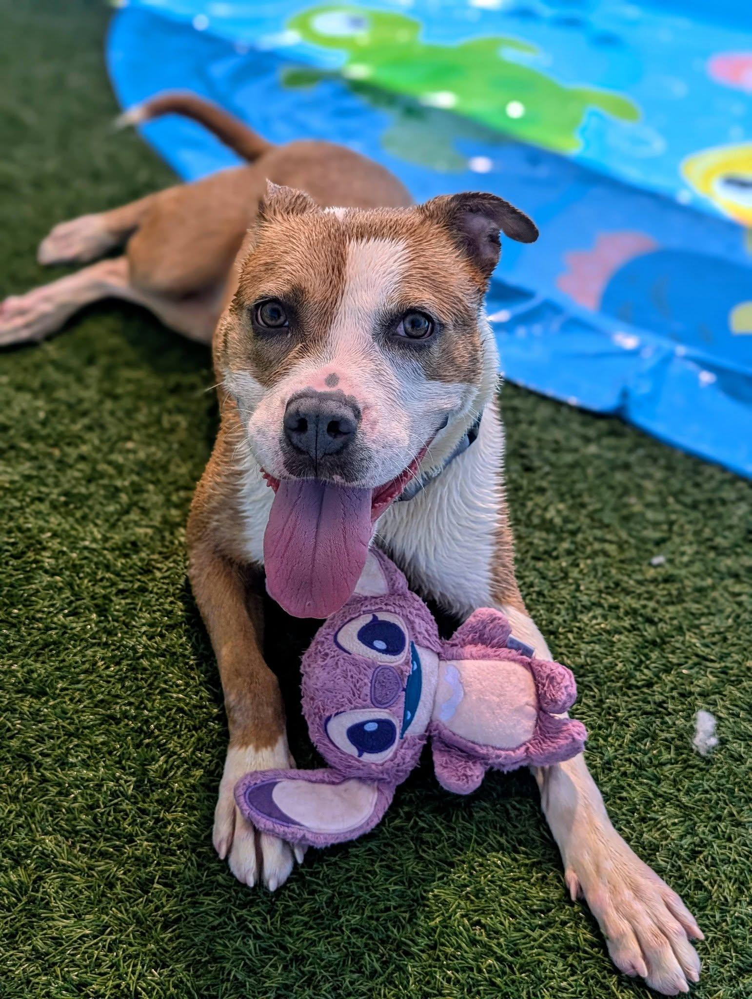 Enlarge Daphne, a ADOPTABLE mixed breed in Cleveland, OH image 2/6