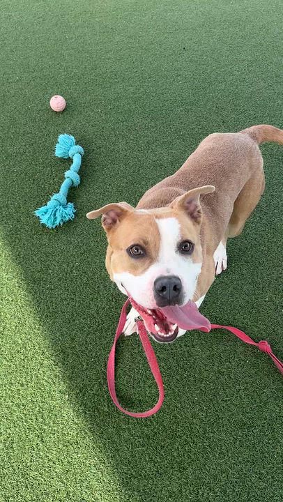 Enlarge Daphne, a Adoptable mixed breed in Cleveland, OH video 6/6
