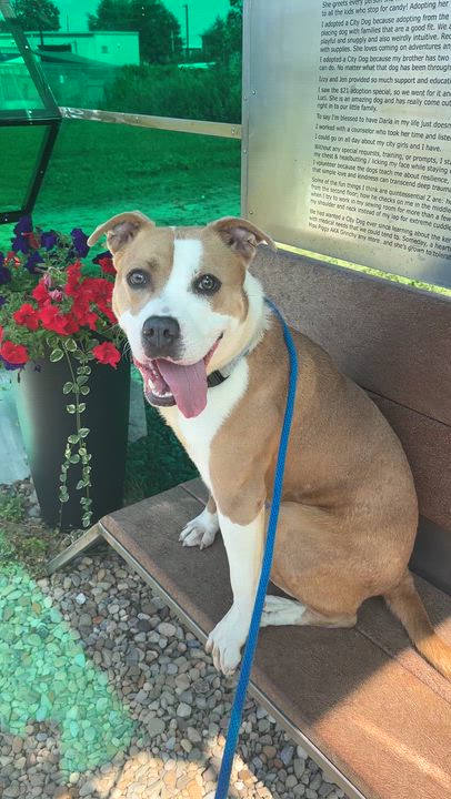 Enlarge Daphne, a ADOPTABLE mixed breed in Cleveland, OH video 6/6