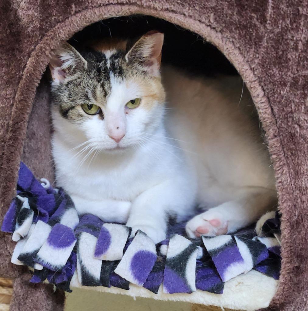 Enlarge Candy, a Adoptable Calico in Walnutport, PA image 1/1