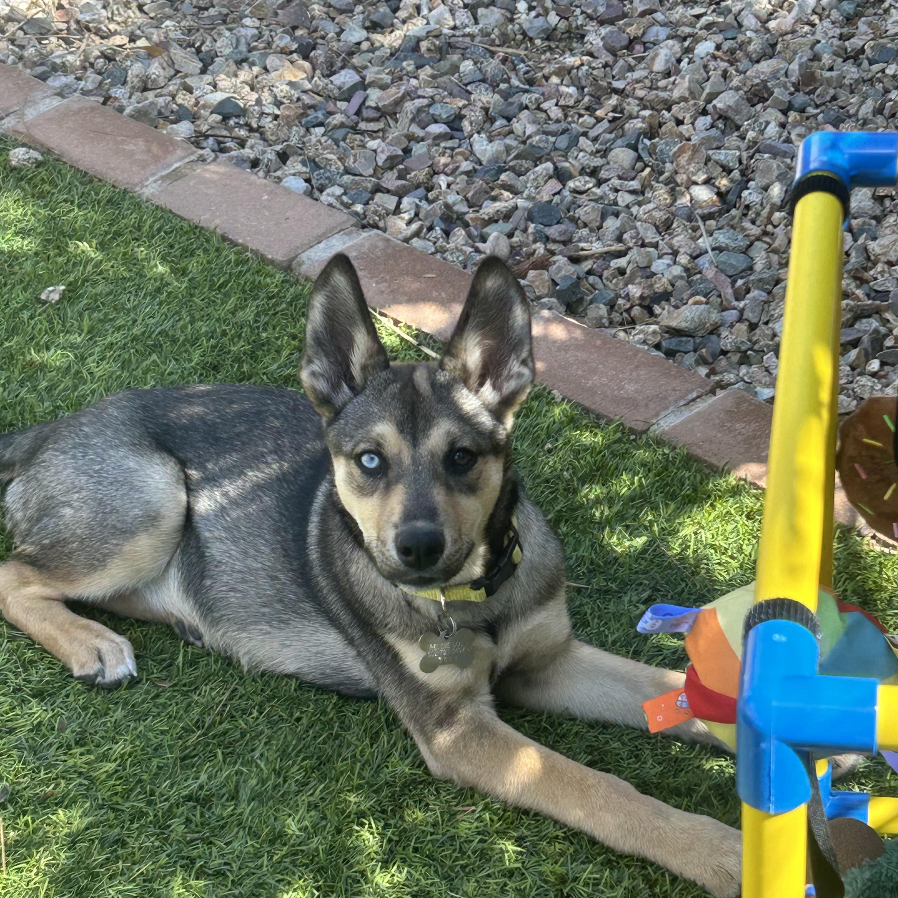 Enlarge Darla, an adopted mixed breed in Phoenix, AZ image 3/4