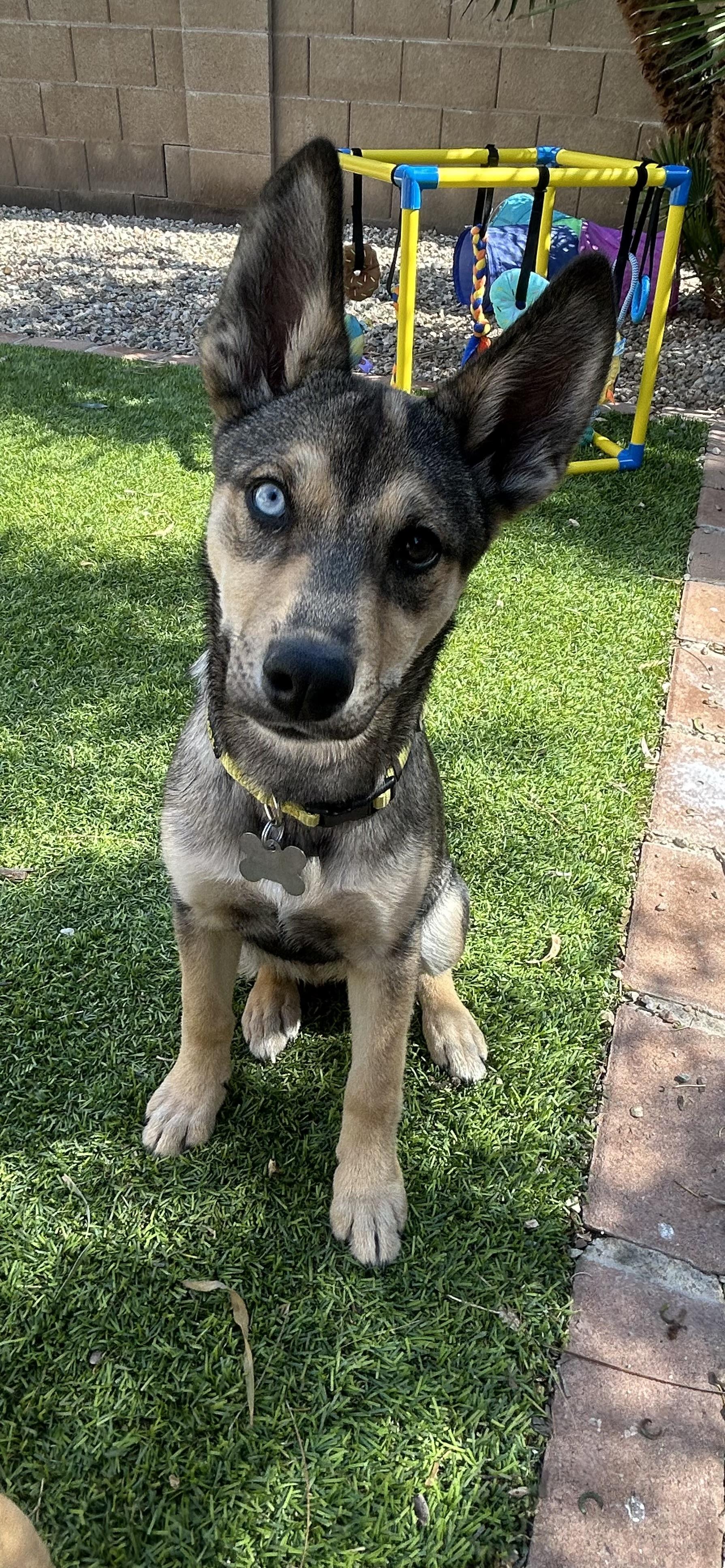 Enlarge Darla, an adopted mixed breed in Phoenix, AZ image 2/4