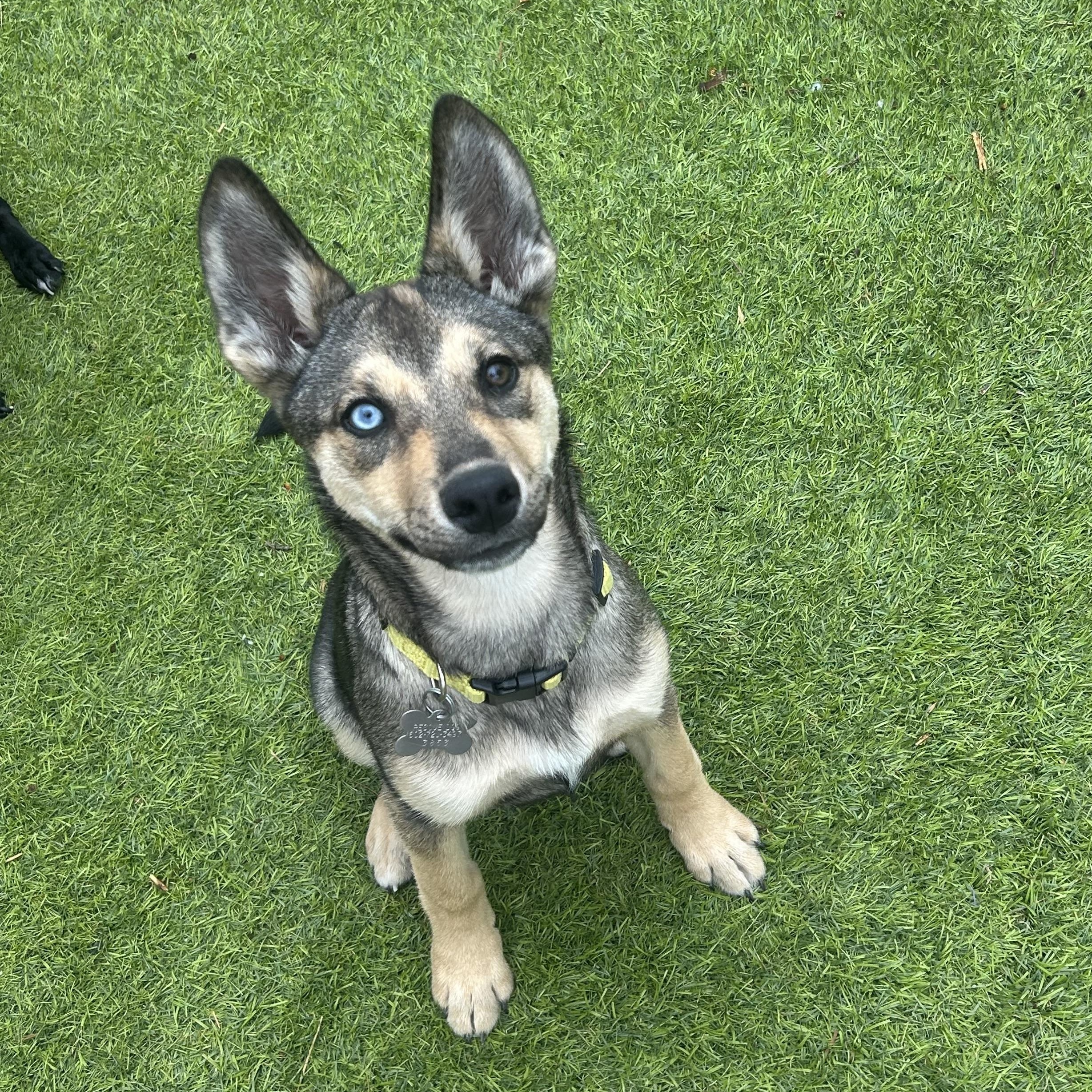 Enlarge Darla, an adopted mixed breed in Phoenix, AZ image 1/4