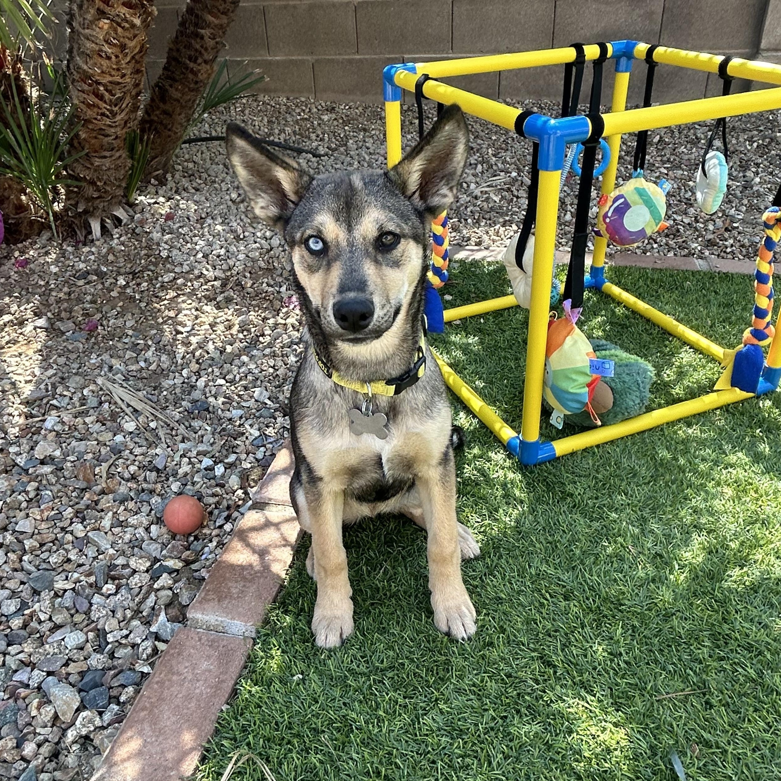 Enlarge Darla, an adopted mixed breed in Phoenix, AZ image 4/4