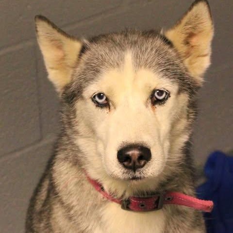 Enlarge 26-00603, an adopted Husky in Fredericksburg, VA image 1/1