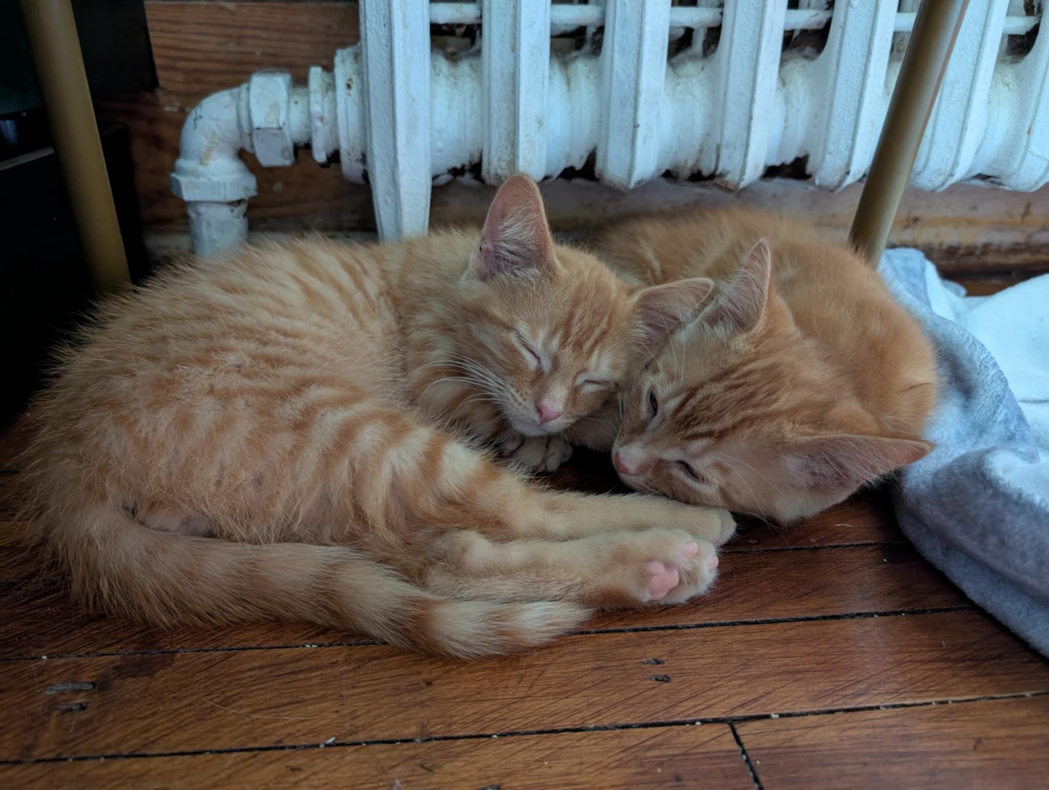 Beans, an adopted Domestic Short Hair in Elgin, IL image 2/3