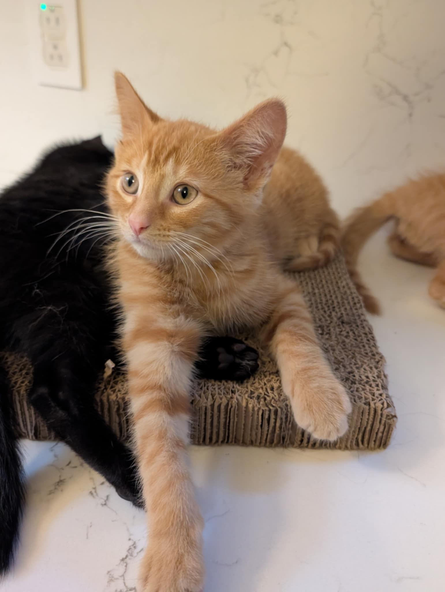 Beans, adopted, Kitten Male Domestic Short Hair.