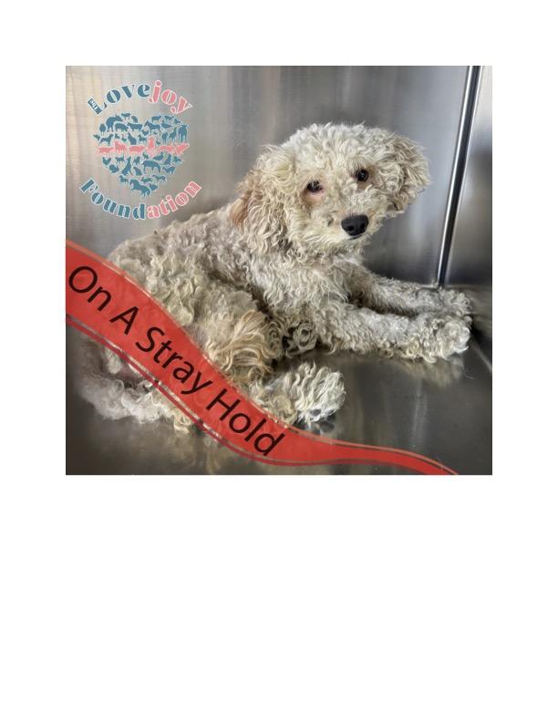 Socko RB, Adult Male Miniature Poodle