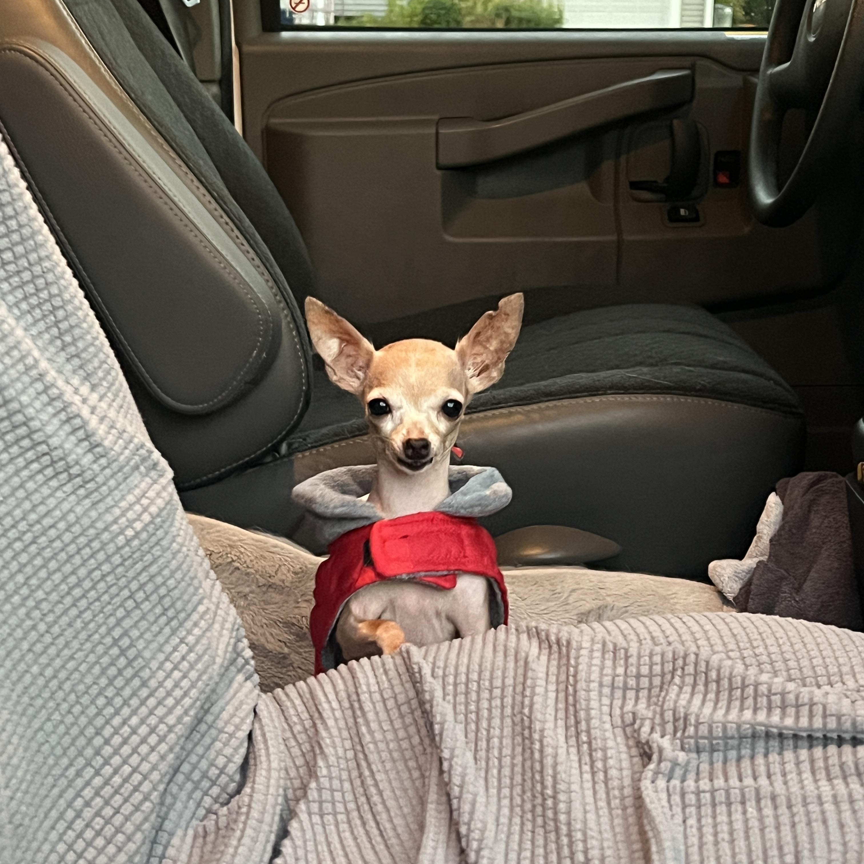 Enlarge Tippy, a Adoptable Chihuahua in Ballston spa, NY image 2/5