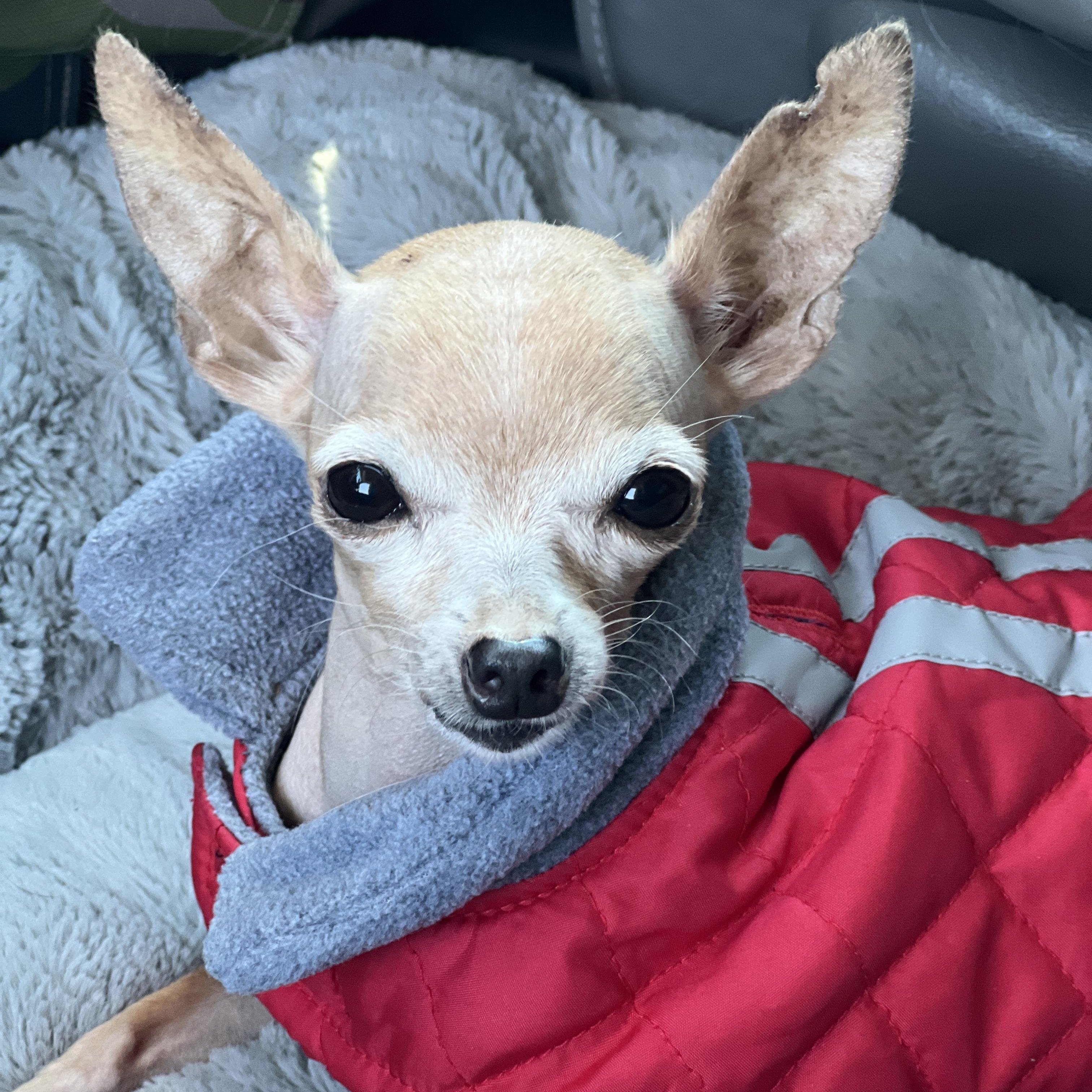Enlarge Tippy, a Adoptable Chihuahua in Ballston spa, NY image 1/5