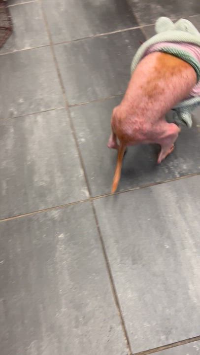 Enlarge Tippy, a Adoptable Chihuahua in Ballston spa, NY video 3/5