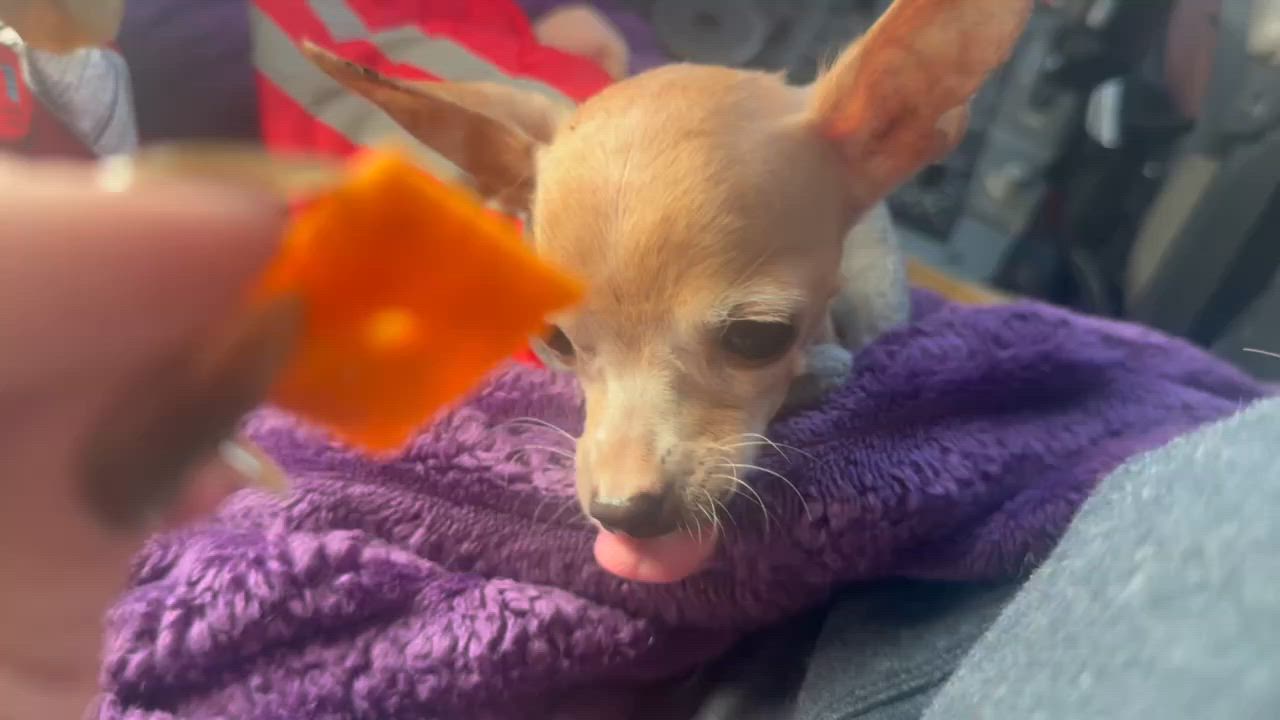 Enlarge Tippy, a Adoptable Chihuahua in Ballston spa, NY video 5/5