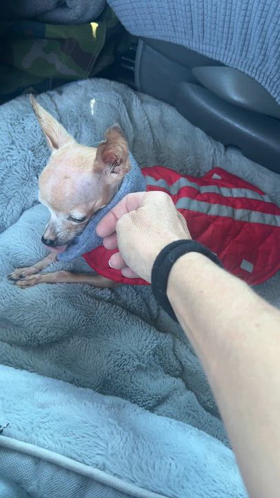 Enlarge Tippy, a Adoptable Chihuahua in Ballston spa, NY video 4/5