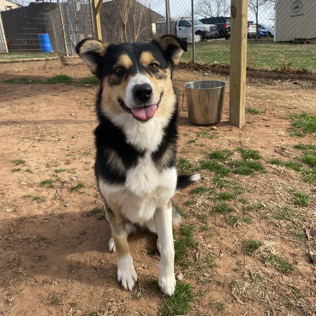 Link, Adoptable, Adult Male Australian Shepherd & Shepherd.