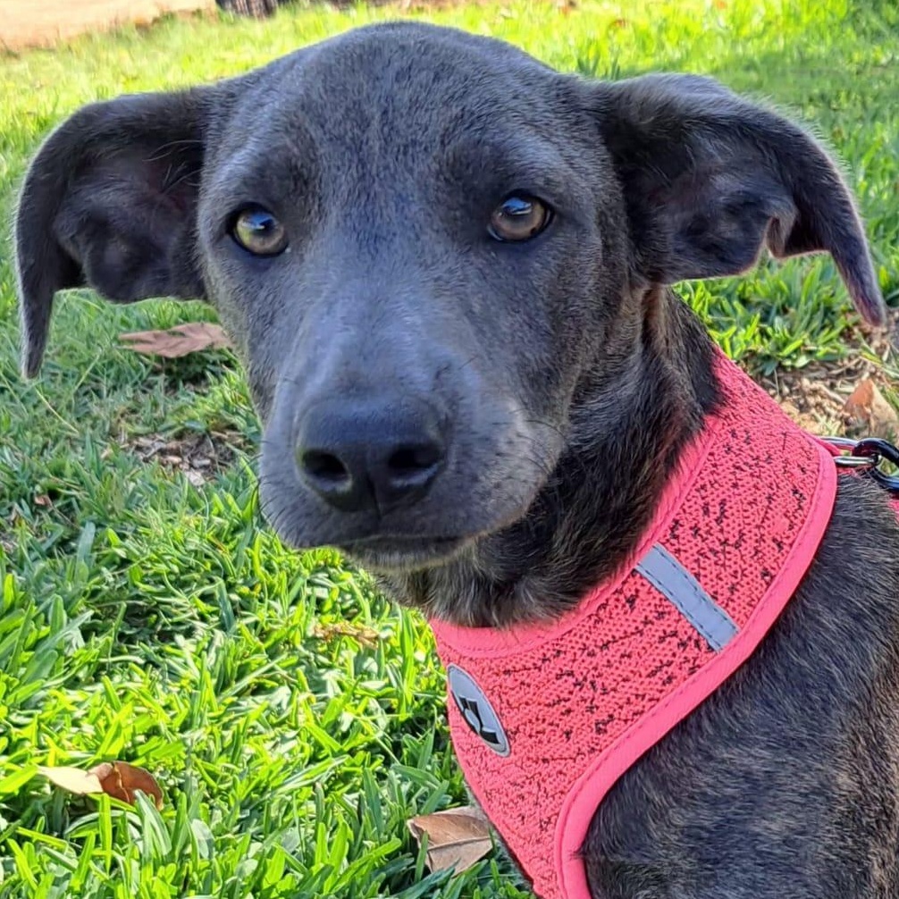 Enlarge Tamara, a Adoptable mixed breed in San Diego, CA image 1/5